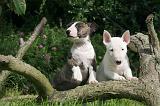 BULL TERRIER MINIATURE 203